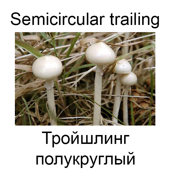 Ягоды и грибы на английском